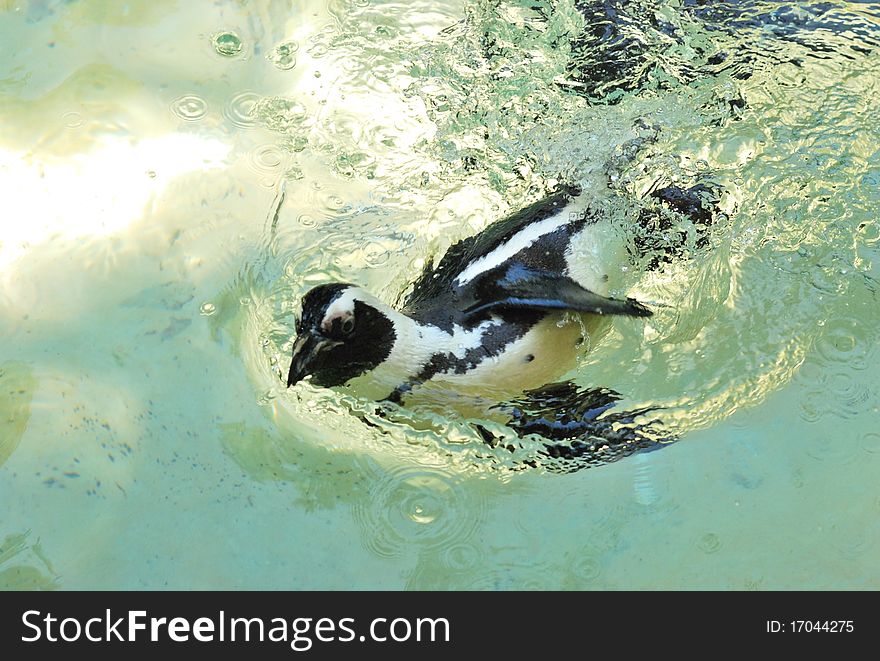 Penguins floating in the water. Penguins floating in the water