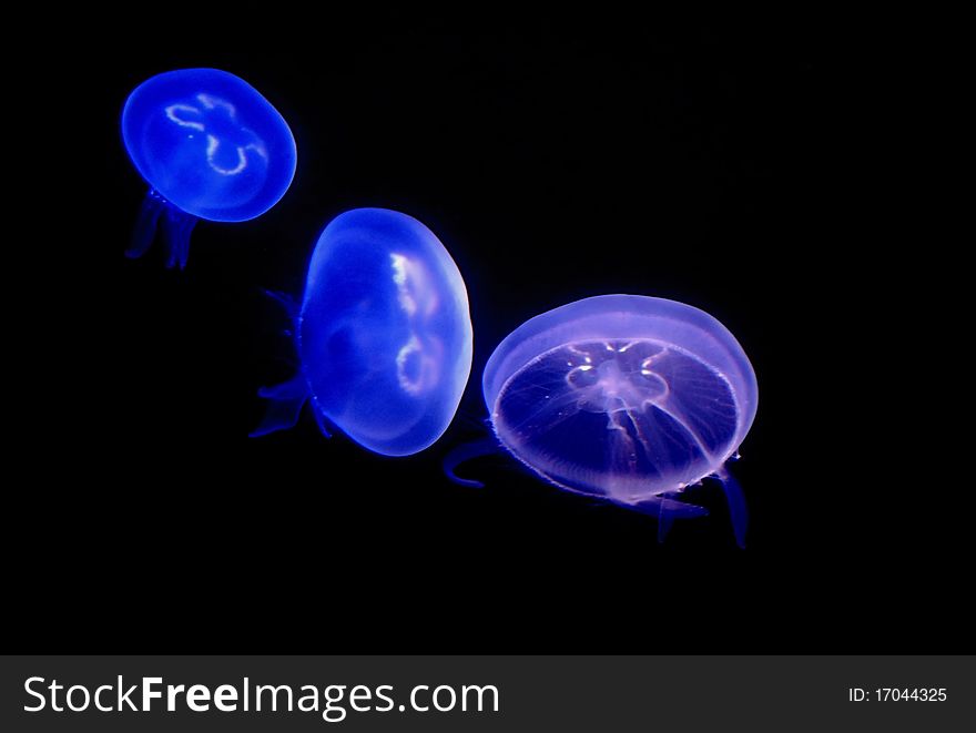 Three jellyfishs with different color