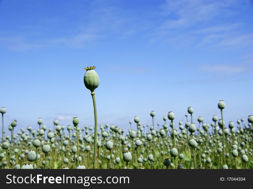 Image of poppy fields against blue sky