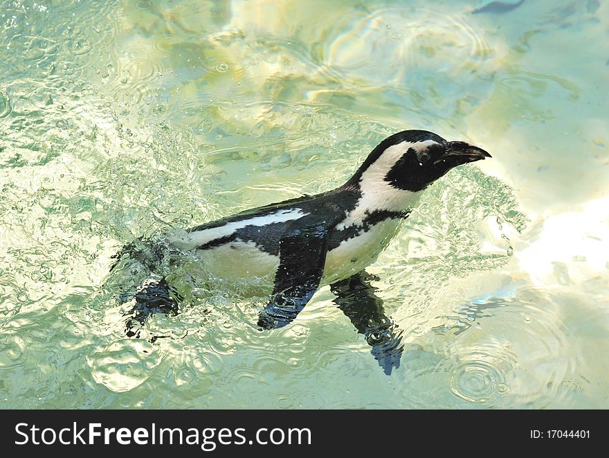 Penguins floating in the water. Penguins floating in the water