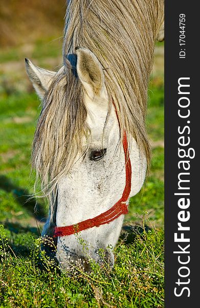 An old white horse eating grass