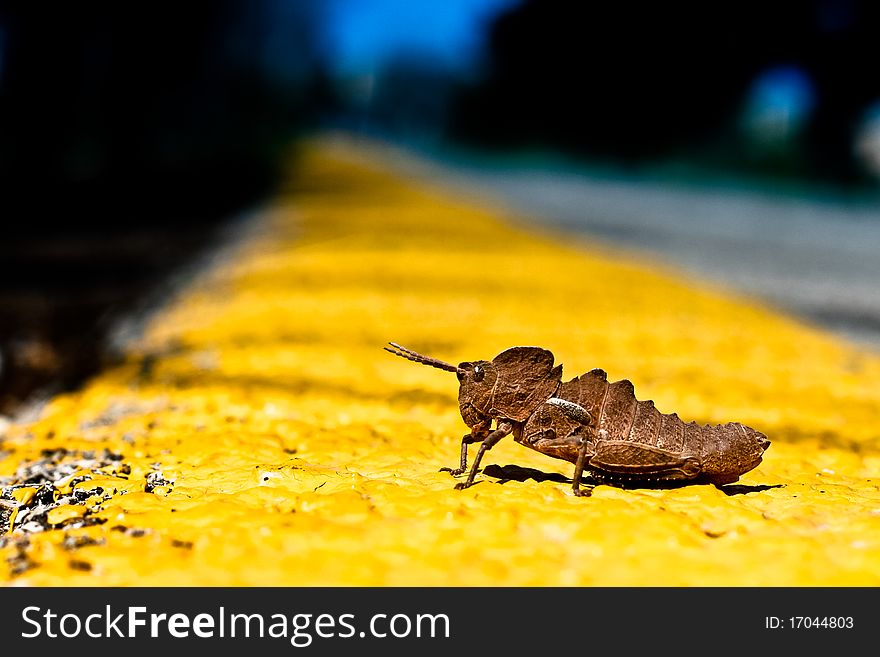 Grasshopper on the yellow starting line. Grasshopper on the yellow starting line