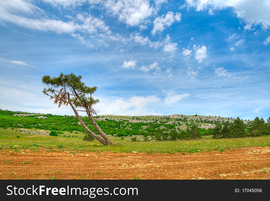 Mountains landscape with lonely pine tree