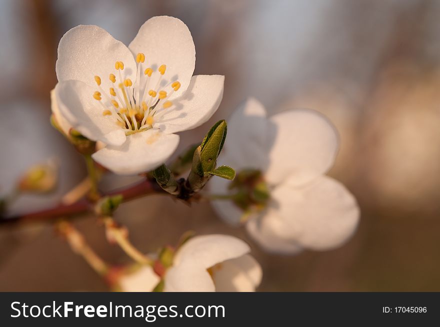 Plum blossom close-up. Spring flowers.