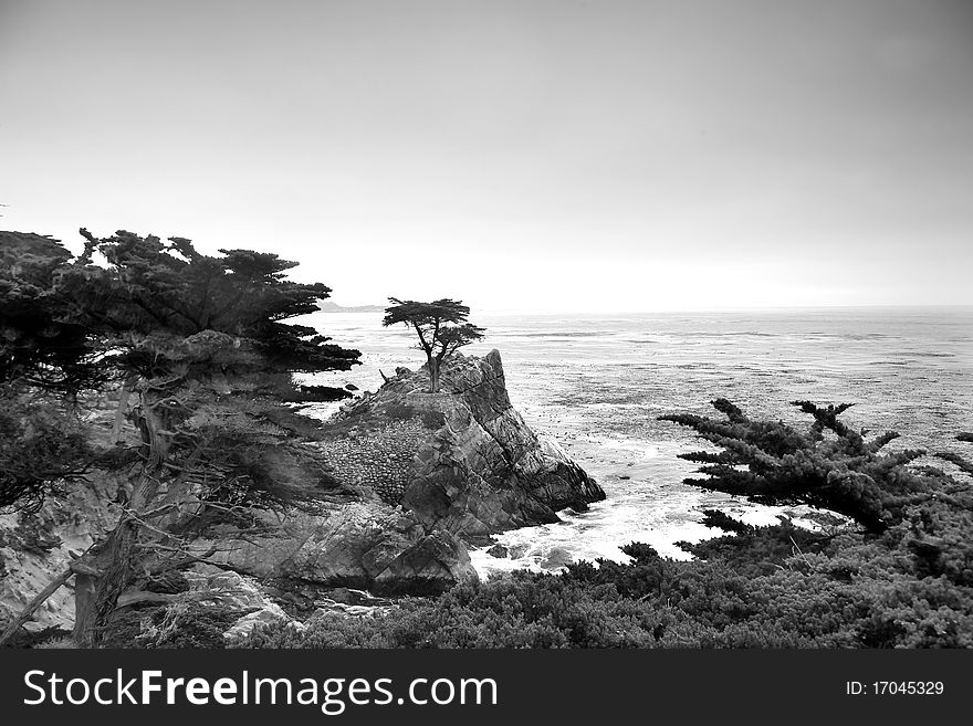 The most famous Lonely Pine at the 17-Mile Drive with Pacific Ocean in the background