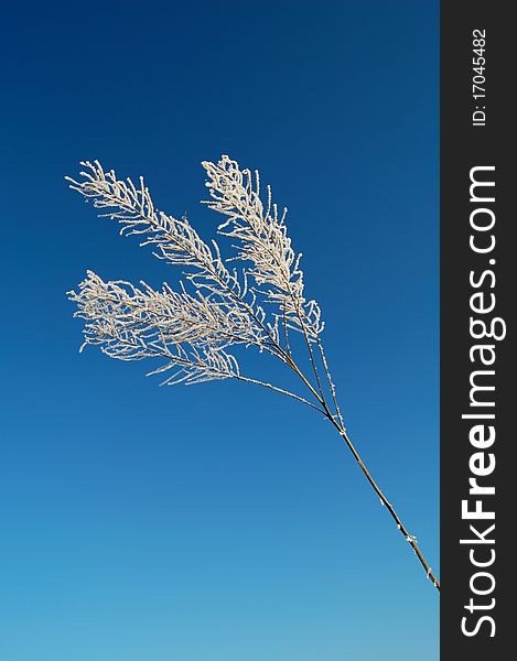 Bare frozen branch under the clear blue sky