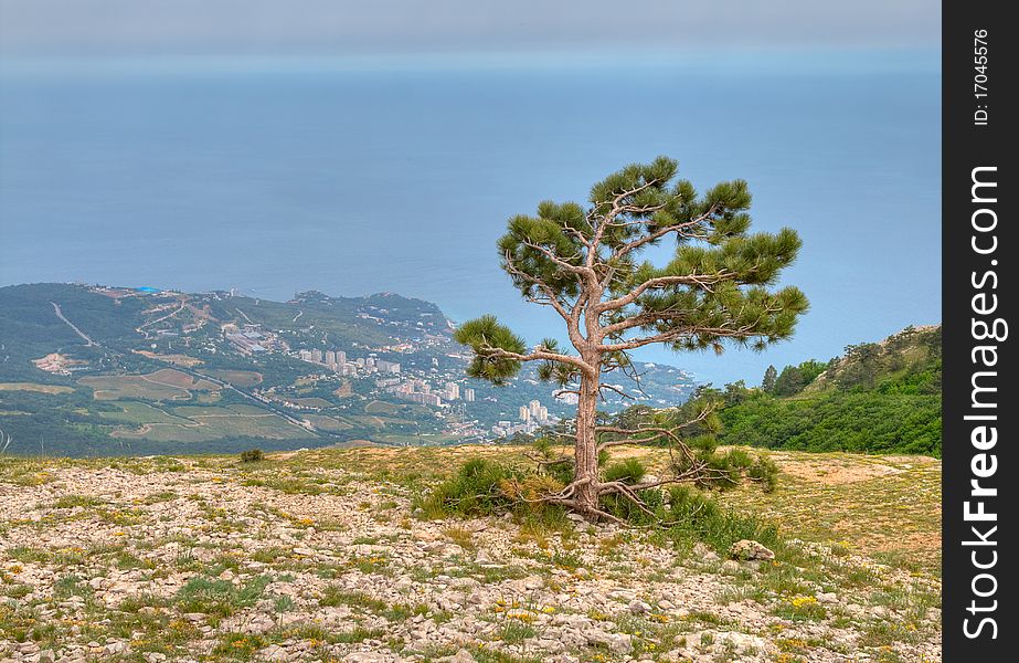 Pine Tree Against Black Sea