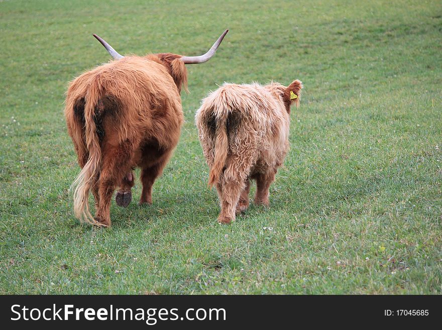 Highland cow brown and white