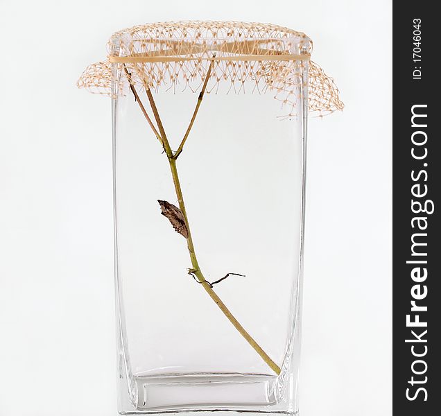 Black Swallowtail Cocoon in Jar; white background.