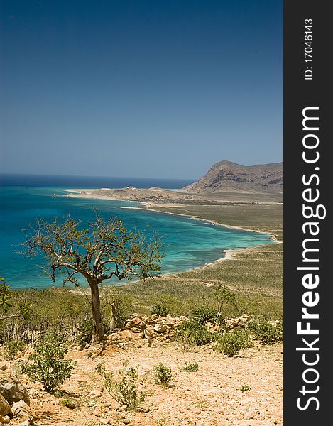 Tropical coast, beach with isolated trees. View of the Sea, Socotra, Yemen. Tropical coast, beach with isolated trees. View of the Sea, Socotra, Yemen