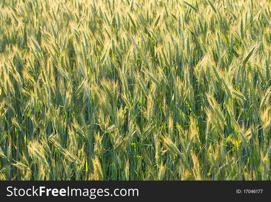 Unripe ears of wheat in field, selective focus