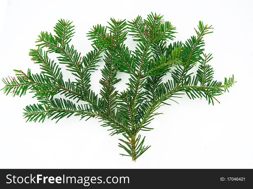 Fir tree branch isolated on white Christmas decoration. Fir tree branch isolated on white Christmas decoration.