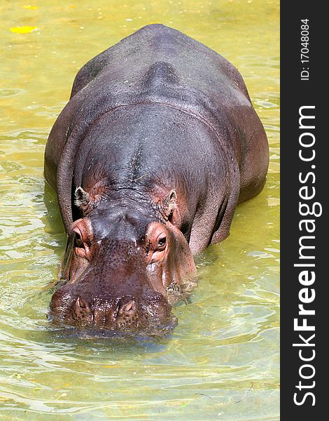 Hippopotomus Amphibius walking through shallow water. Hippopotomus Amphibius walking through shallow water