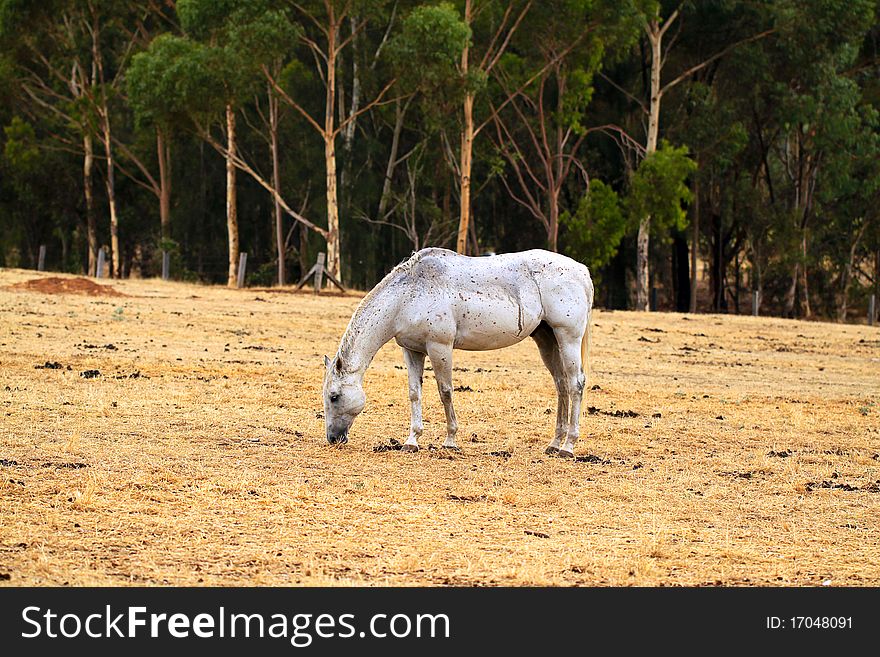 Horse Grazing on dry grass in sloped paddock. North Adelaide Parklands, Adelaide, Australia