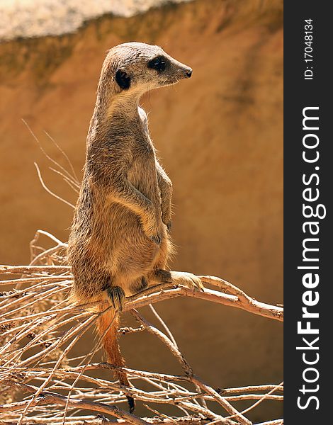 Meerkat (Suricate) Standing Upright As Sentry