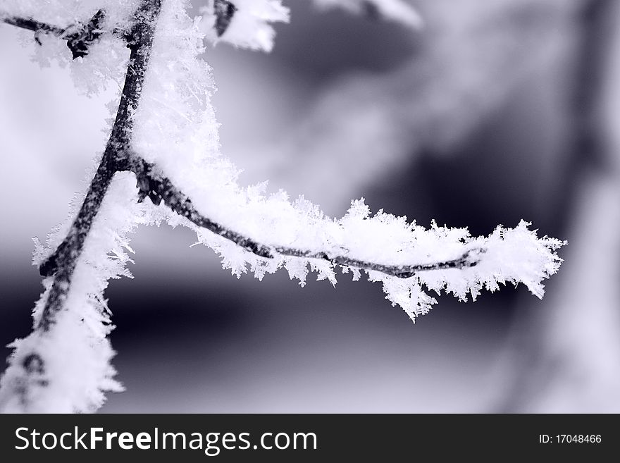 Fresh snow on tree branches. Fresh snow on tree branches