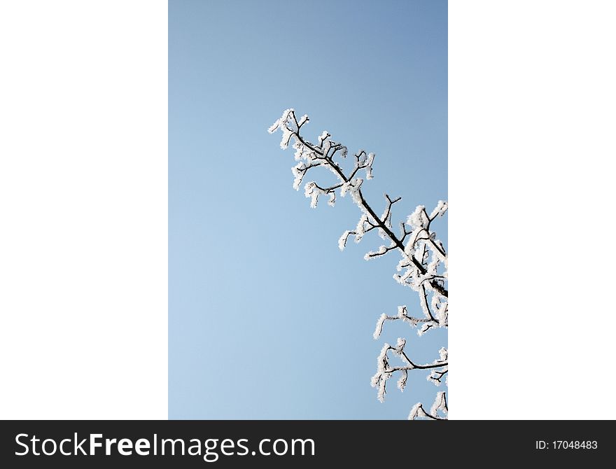 Fresh snow on tree branches. Fresh snow on tree branches