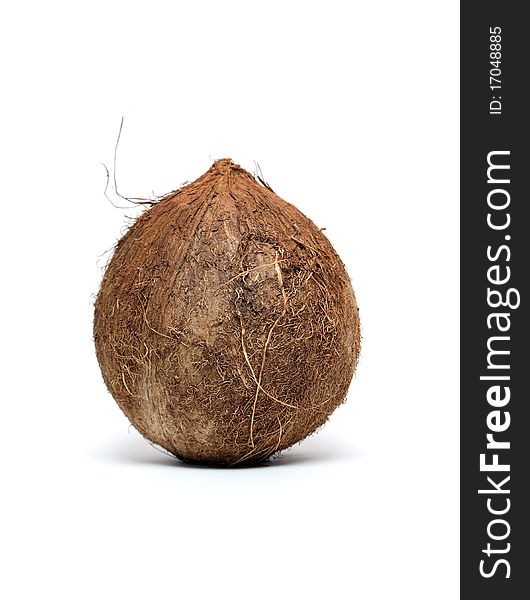 Coconut standing vertical on white background. Coconut standing vertical on white background