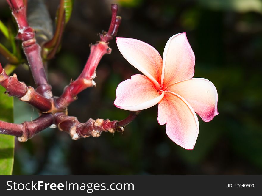 Close-up of beautiful pink plumeria on tree, Thailand.