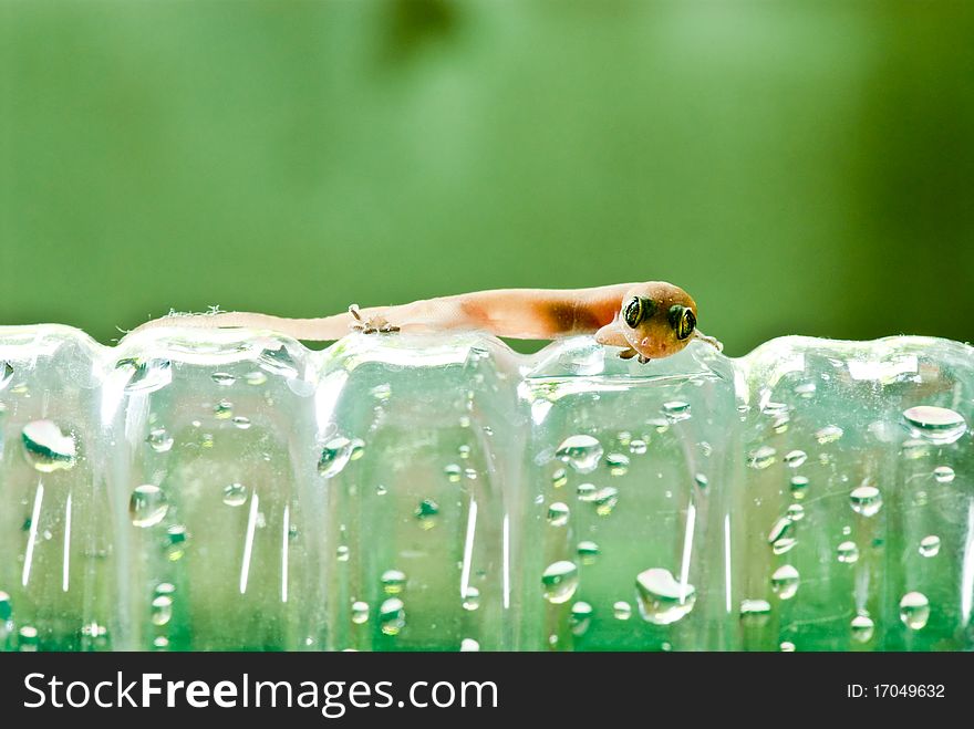 Closeup of little lizard on plastic bottle, Thailand.