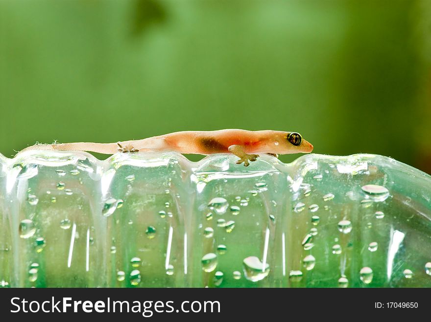 Closeup of little lizard on plastic bottle, Thailand.