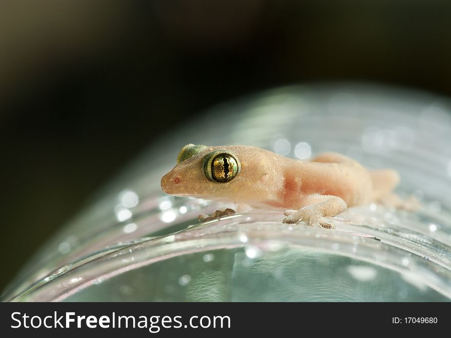 Closeup of little lizard on plastic bottle, Thailand.