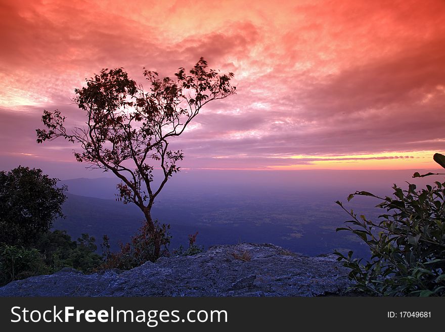 Silhouette of tree with beautiful sunset on cliff