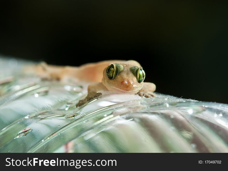 Closeup of little lizard on plastic bottle, Thailand.