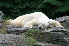Sleeping Polarbear Royalty Free Stock Photo