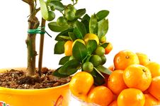 Mandarin Stock Photography Mandarin Stock Photography