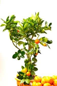 Mandarin Stock Images Mandarin Stock Images