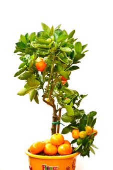 Mandarin Stock Photography Mandarin Stock Photography