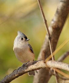 Tufted Titmouse, Baeolophus Bicolor Royalty Free Stock Image