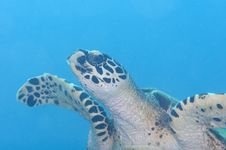 Look Of A Turtle Stock Images Look Of A Turtle Stock Images