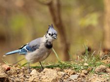 Blue Jay, Cyanocitta Cristata Royalty Free Stock Image Blue Jay, Cyanocitta Cristata Royalty Free Stock Image