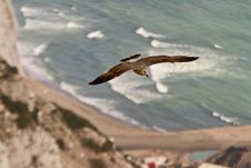 Sea Gull Flying Above Ocean Stock Images