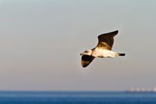 Sea Gull Flying Above Sea Royalty Free Stock Image