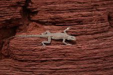 Lizard On Desert Red Rock Stock Photography Lizard On Desert Red Rock Stock Photography