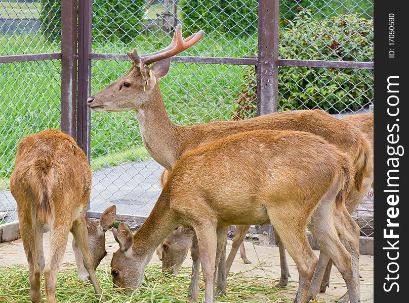 Deer family eating in the outdoor cage