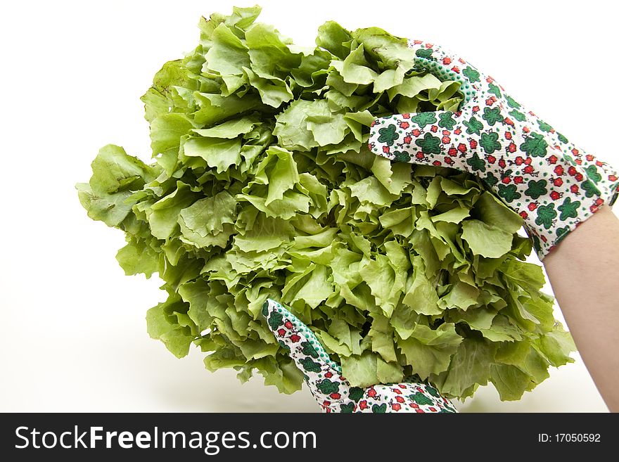 Endives salad in the hand with glove
