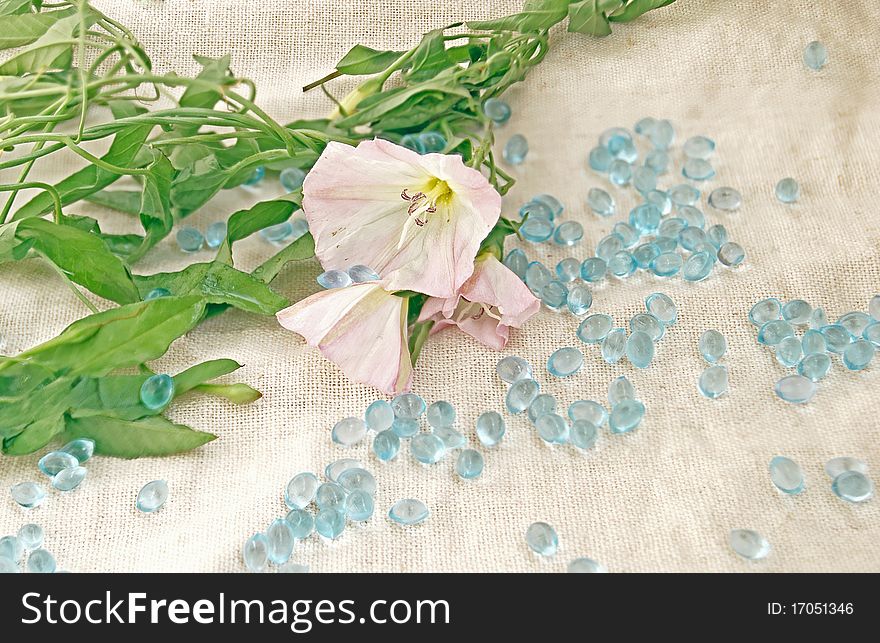 Flower of a bindweed against a linen fabric