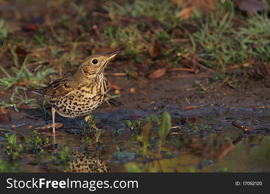 A Song Thrush drinking water from a small poll in a park. A Song Thrush drinking water from a small poll in a park.