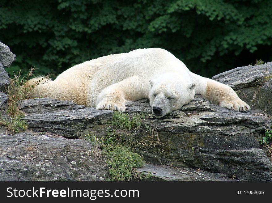 Sleeping Polarbear