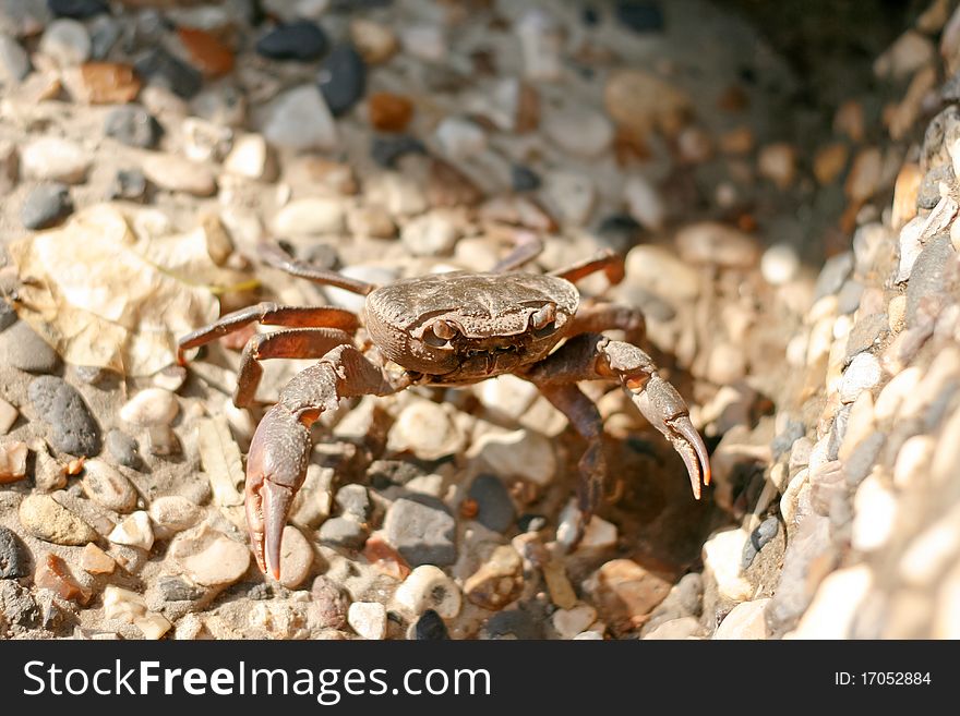 Crab sitting on stones near Jordan river. Crab sitting on stones near Jordan river