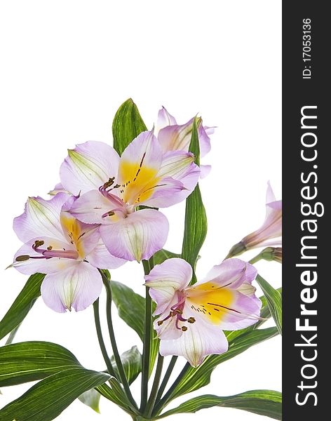 Alstroemeria lily isolated on white