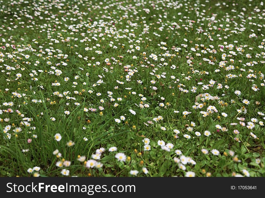 Spring flower daisy meadow