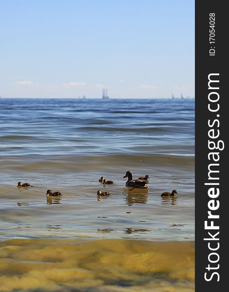 Wildlife duck - green seaweed in sea water. Wildlife duck - green seaweed in sea water