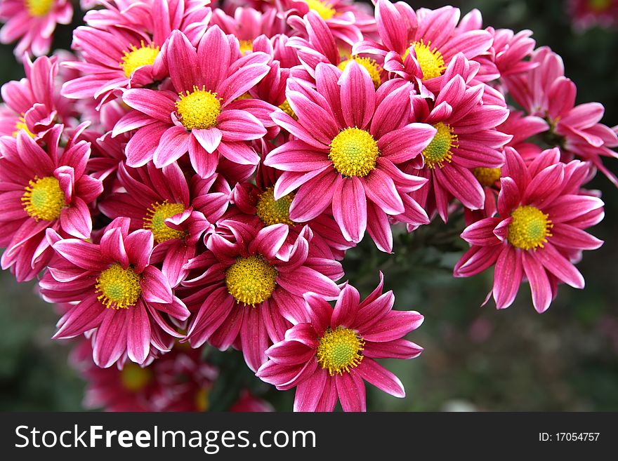 Autumn bright colored chrysanthemum flowers as background. Autumn bright colored chrysanthemum flowers as background