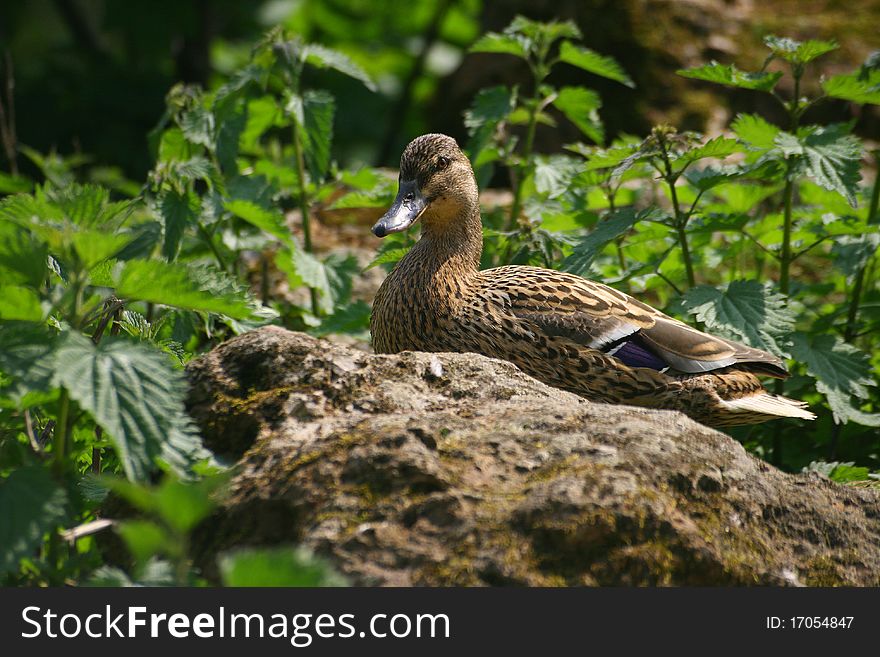 Mallard on a rock of the color of its plumage