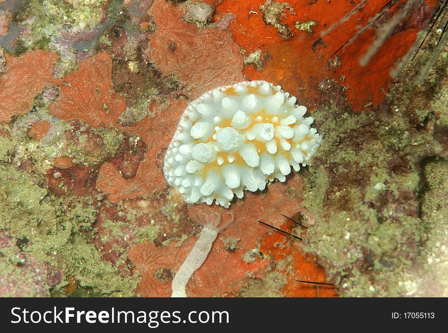 Yellow white spotted nudibranch